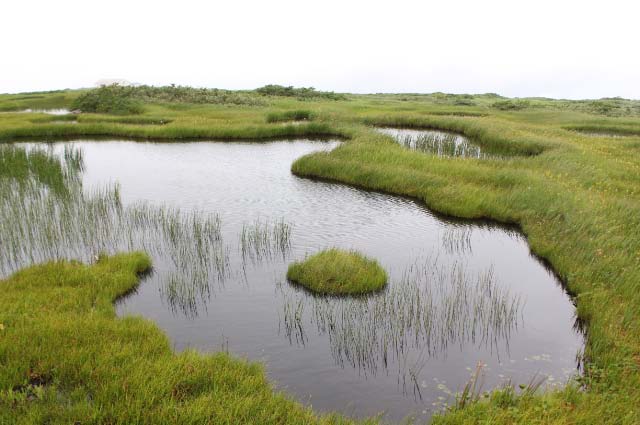 弥陀ヶ原湿原
