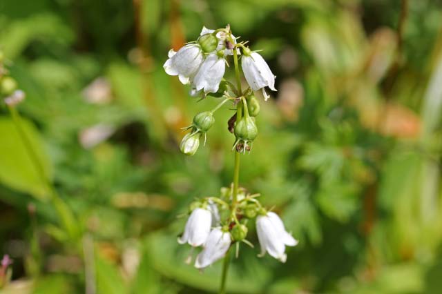 ツリガネニンジン白花