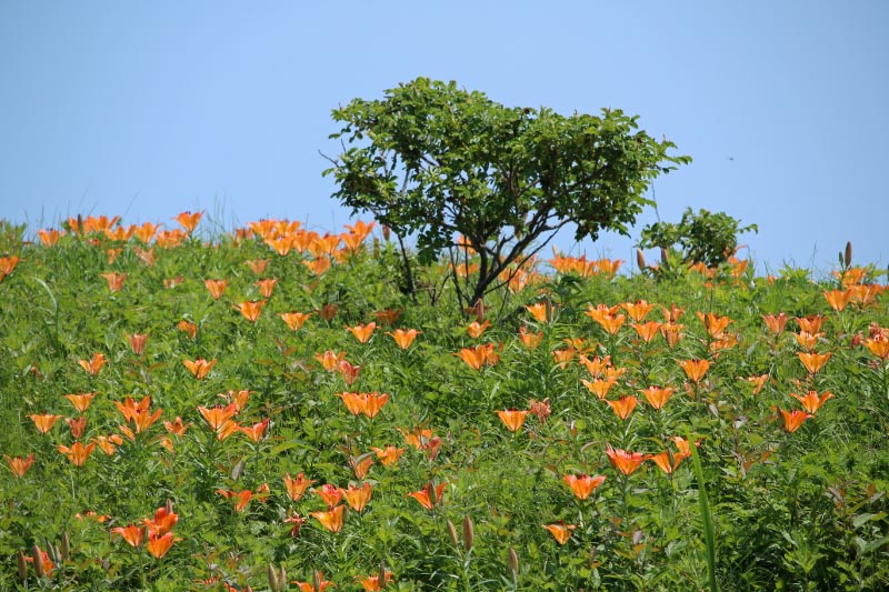 小清水原生花園