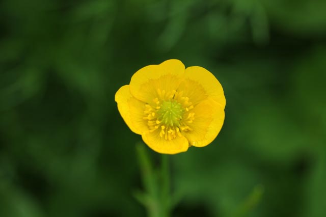 ミヤマキンポウゲ-1.jpg