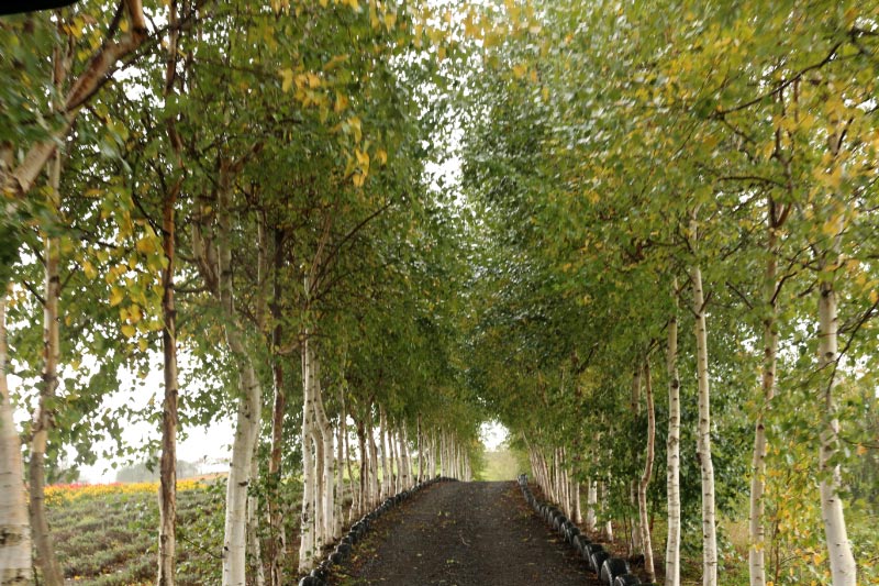 白樺並木-1.jpg