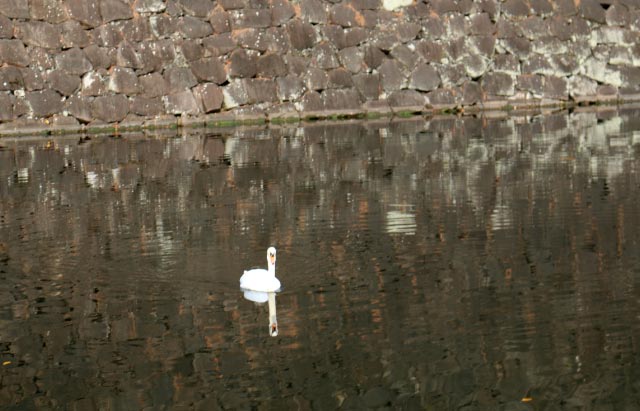 白鳥-1.jpg