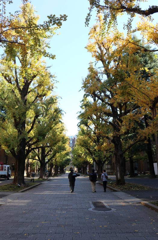 公孫樹並木-1.jpg