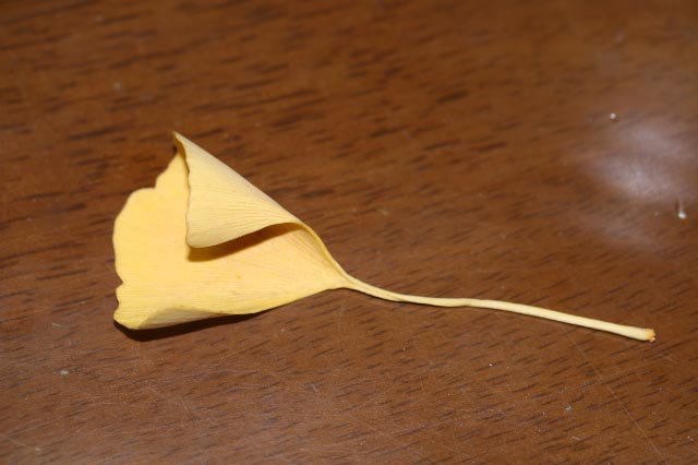 公孫樹-1.jpg