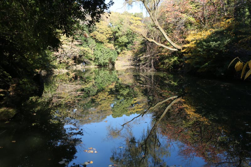 三四郎池-1.jpg