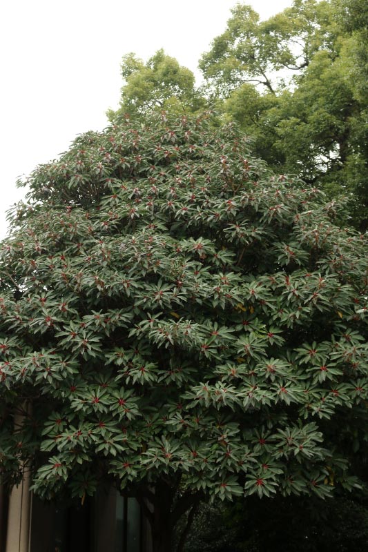 杠-1.jpg
