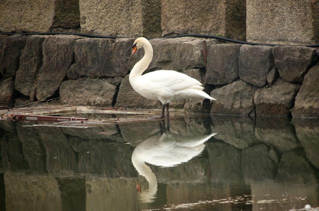 白鳥-1.jpg
