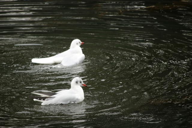 鳥-1.jpg