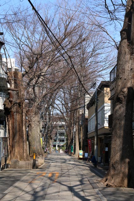 欅並木-1.jpg