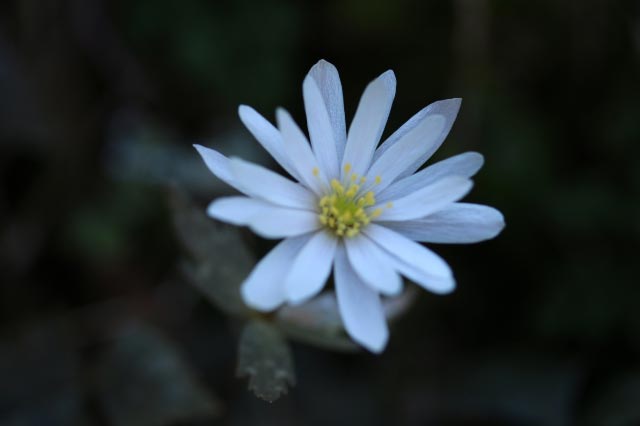 ユキワリイチゲ-1-1.jpg