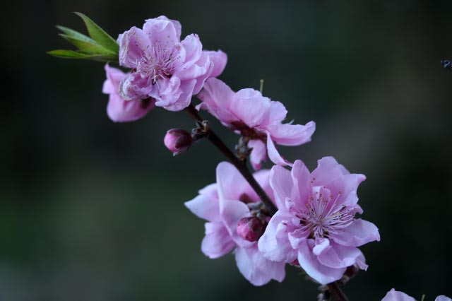 花桃-1.jpg