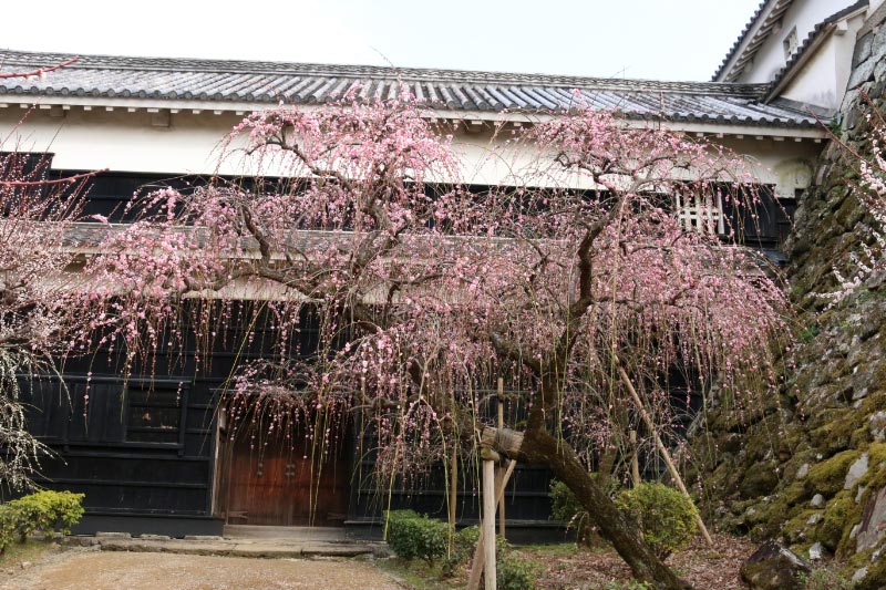 梅の段-1.jpg