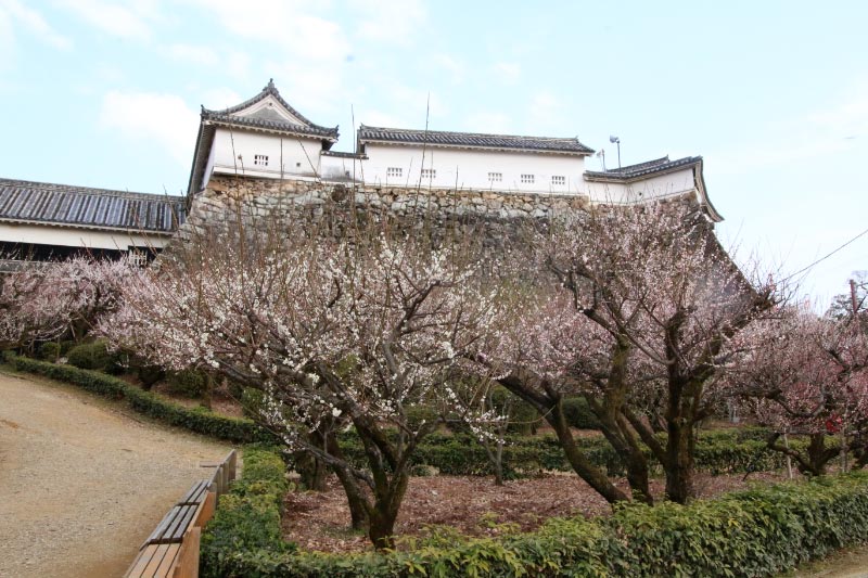 梅の段-1-1.jpg