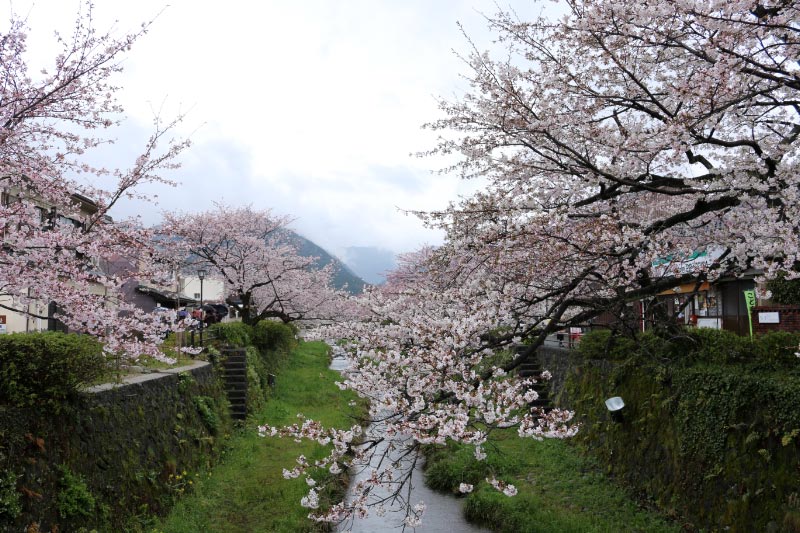 一の坂川-1.jpg