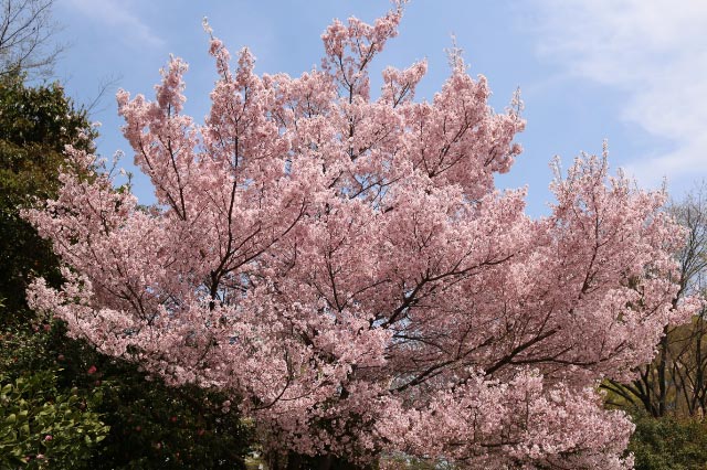 山桜-1.jpg