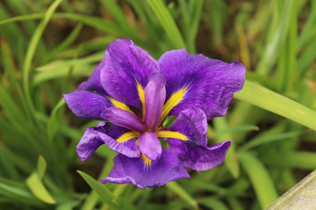 六英花-1.jpg
