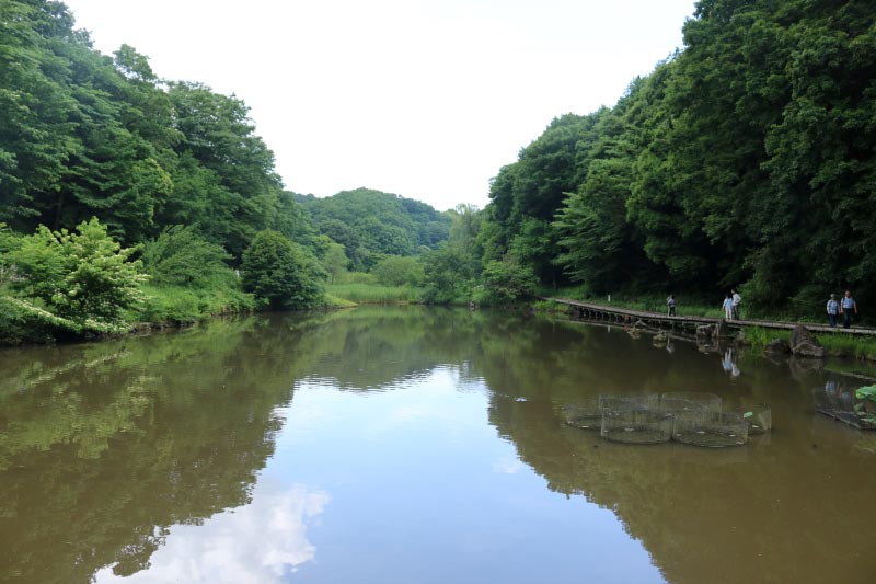 蓮池-1.jpg