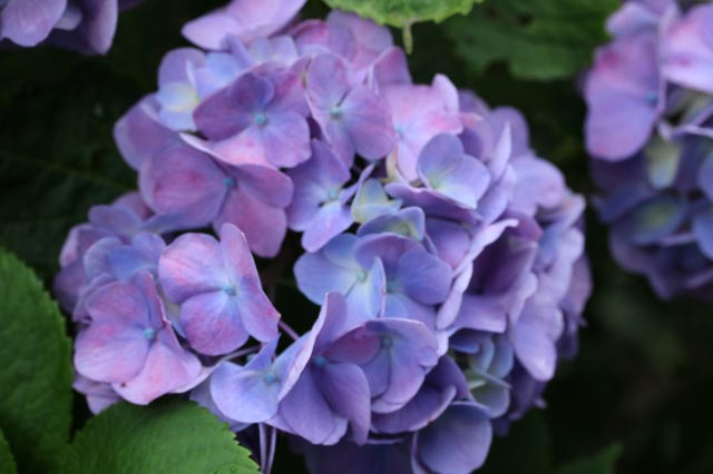 装飾花-1.jpg