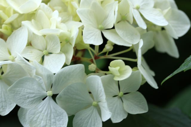 装飾花-1-1.jpg