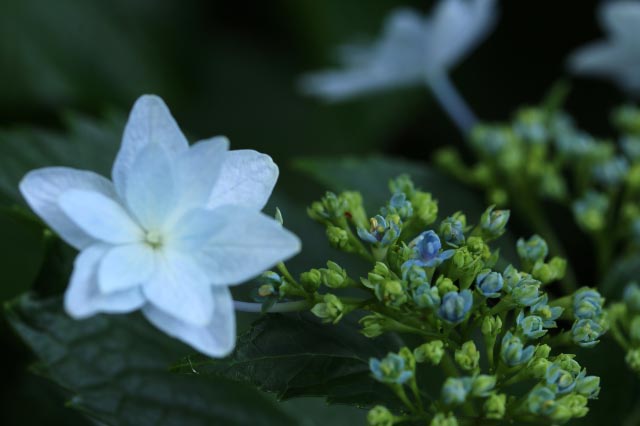 七段花-1.jpg