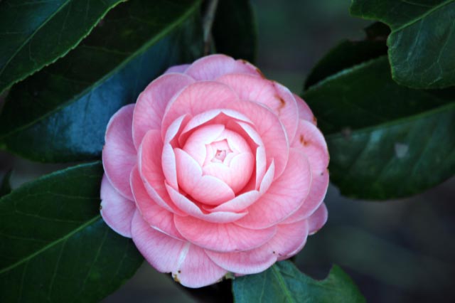 ²µ½÷ÄØ-1.jpg