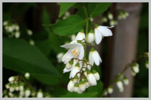 ウツギ、卯の花-1.jpg