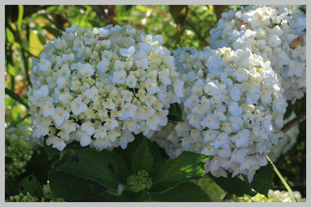 紫陽花-1.jpg