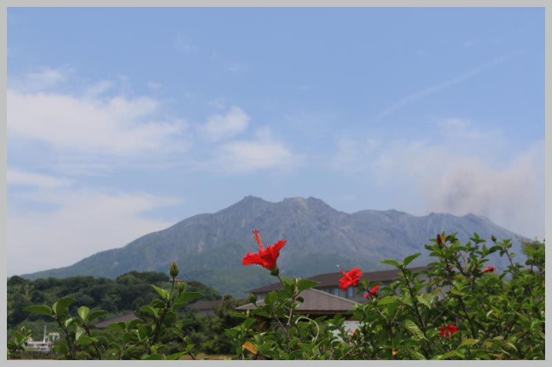 ハイビスカスと桜島-1.jpg