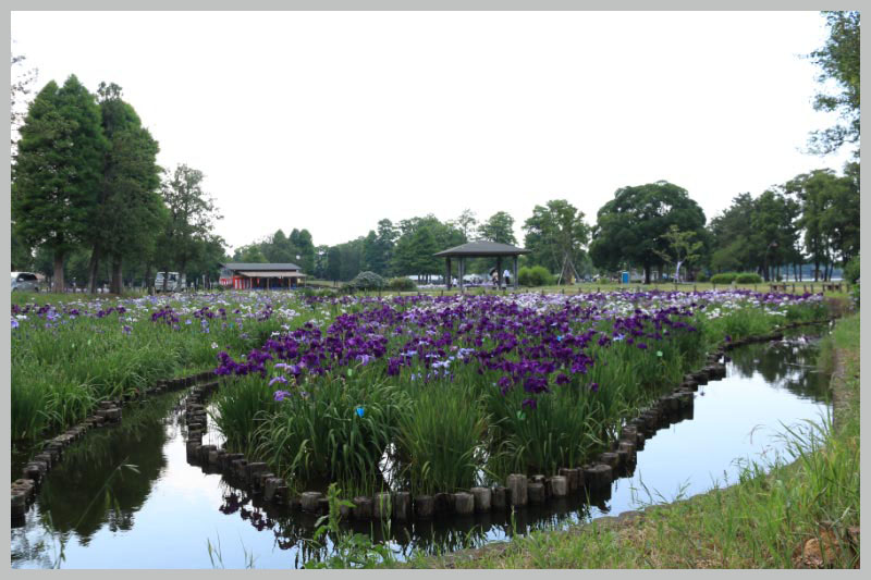 水元公園 花菖蒲3.jpg