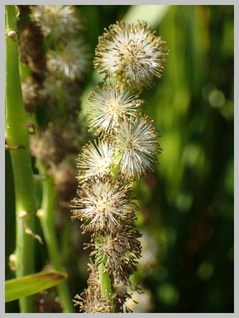 ミクリ雄花m-1.jpg
