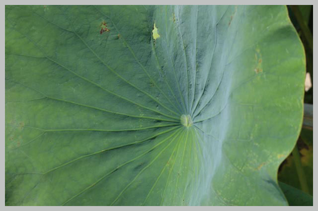 繊毛-1.jpg