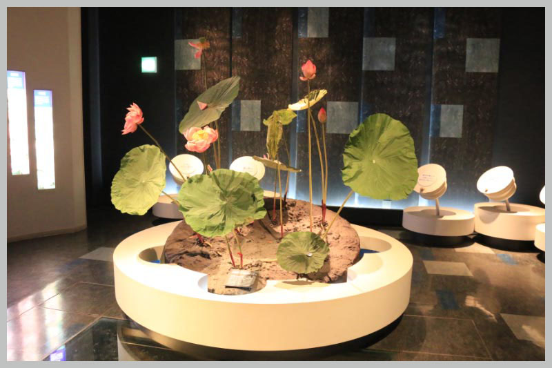 行田蓮の展示-1.jpg