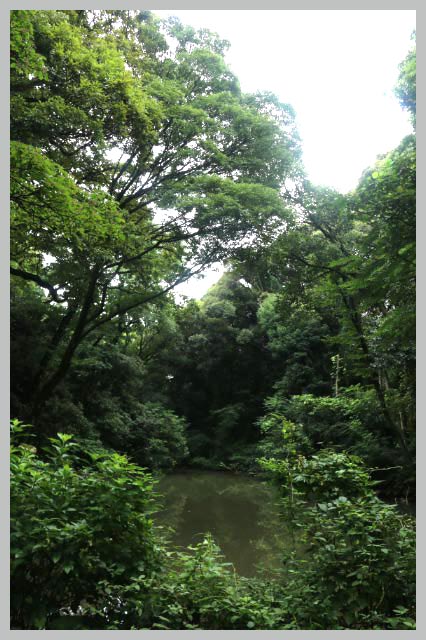 水鳥の沼-1.jpg