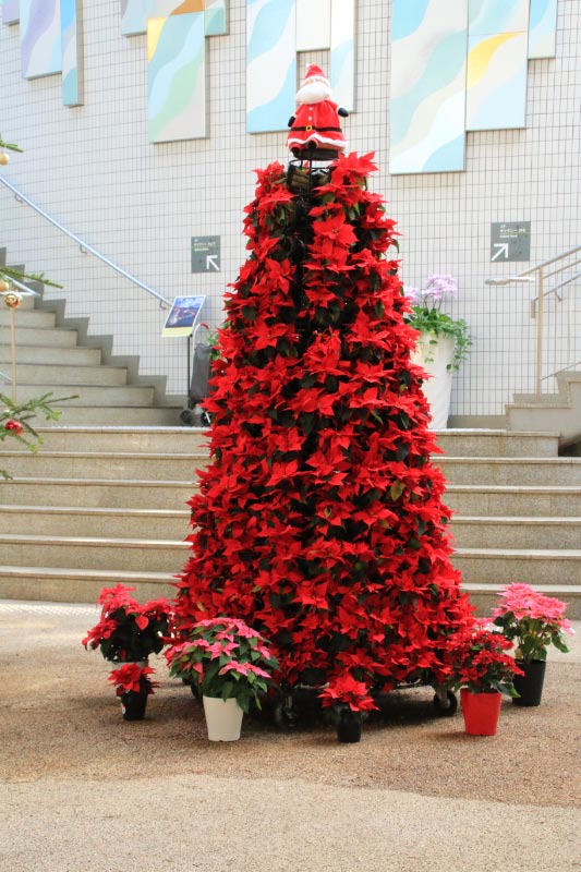 ポインセチアのクリスマスツリー-1.jpg