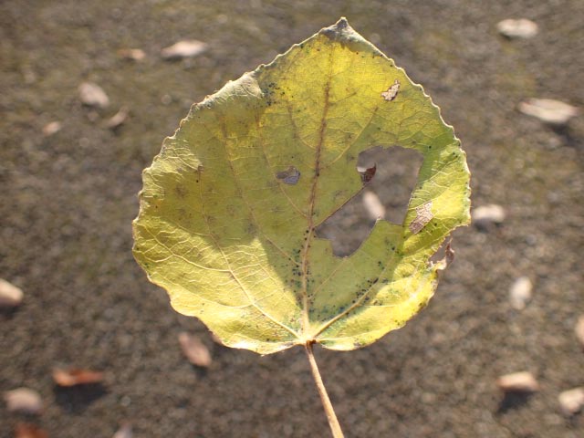 ヤマナラシ-1-1.jpg