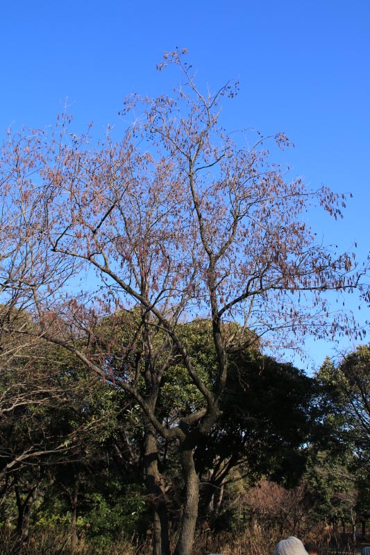 ハンノキと空-1.jpg