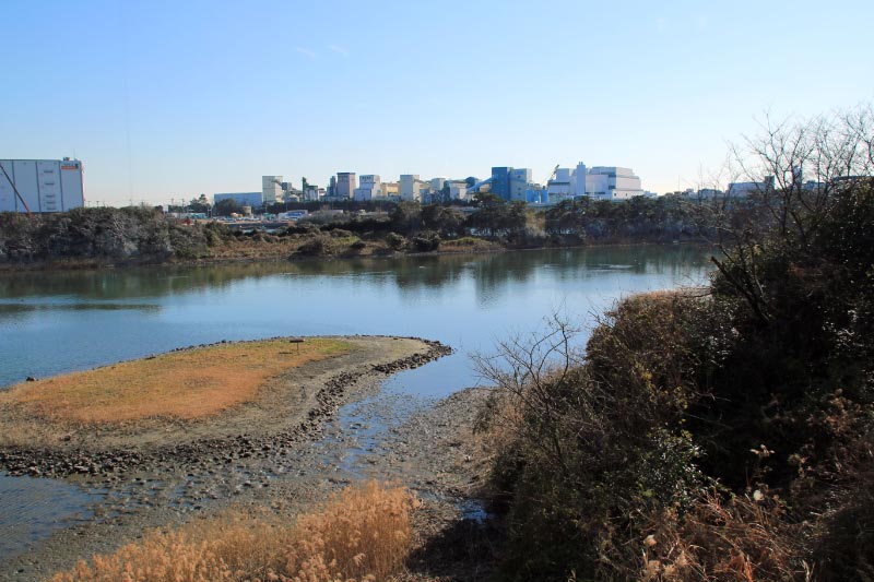 東京港野鳥公園-1.jpg