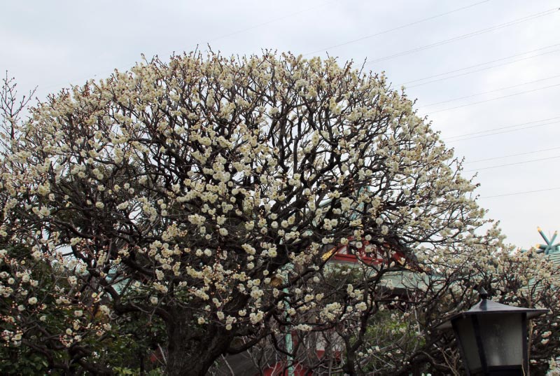 白梅-1.jpg