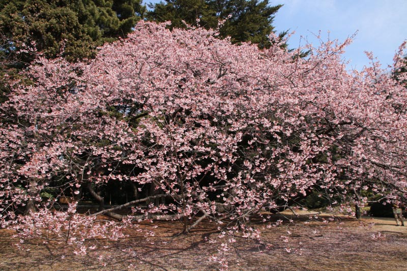 寒桜-1.jpg