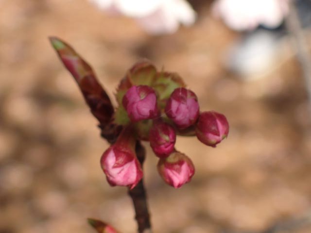 寒桜、花芽に花が複数-1.jpg