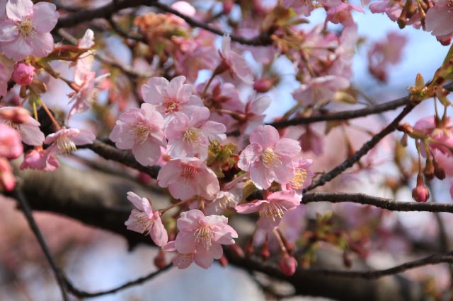 河津桜-1.jpg