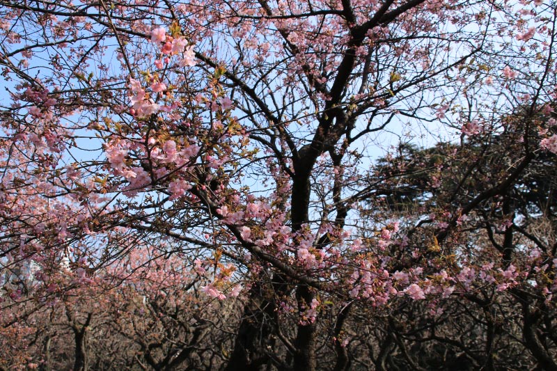 河津桜-1-1.jpg