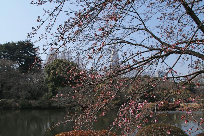 修善寺寒桜-1.jpg