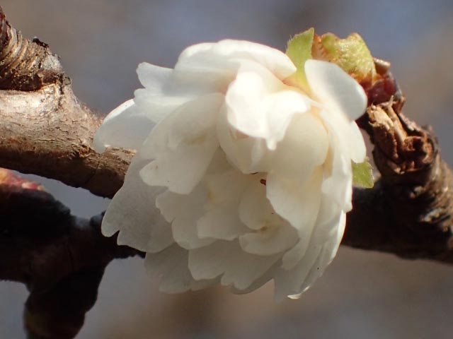 子福桜-1.jpg