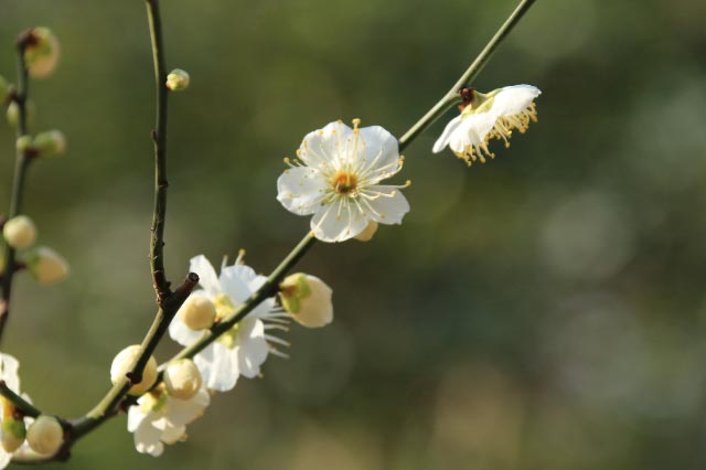 緑愕梅-1-1.jpg