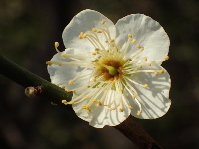 緑愕梅-1.jpg
