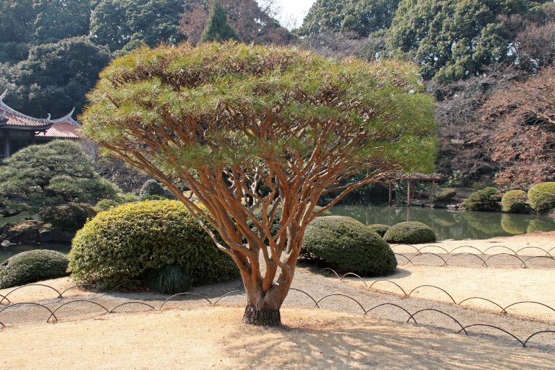 多行く松-1.jpg