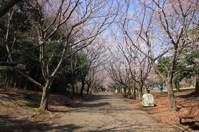 桜の散歩道-1.jpg