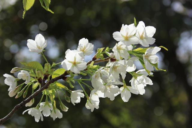 大島桜-1-1.jpg