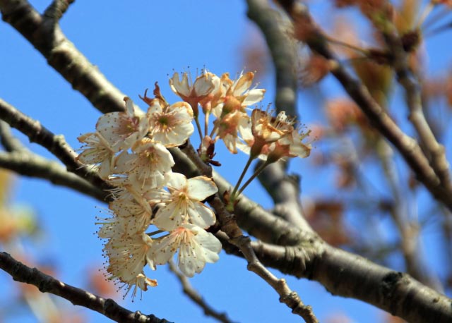 小彼岸桜、エオヒガンとマメザクラ-1.jpg